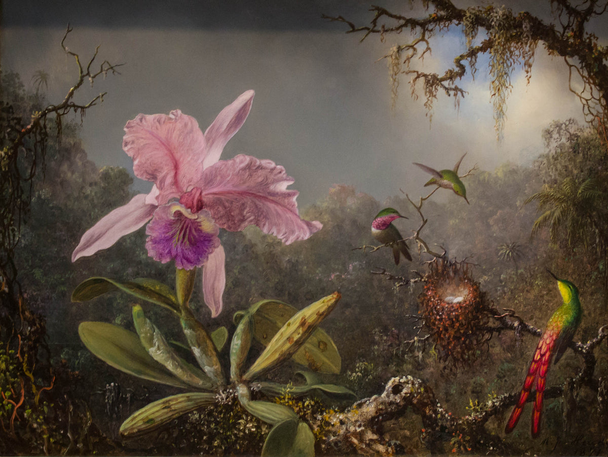 Papier peint panoramique Orchidées et colibris - Jungle & Tropical